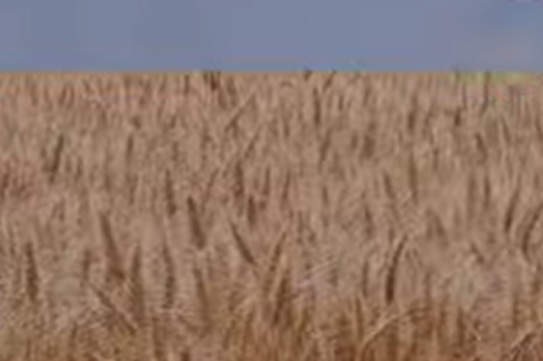 FERTAGRO AXION / ESTAMOS EN PLENA COSECHA